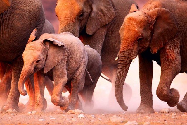 Papermoon Fototapete »Elephant Herd«, glatt-Tapeten-Inspirationen