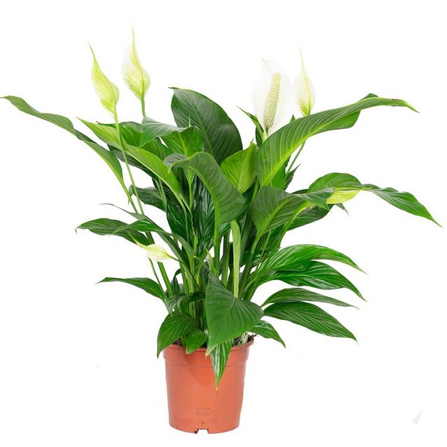 Flowerbox Zimmerpflanze »Einblatt - Spathiphyllum Lauretta«-Pflanzen-Inspirationen