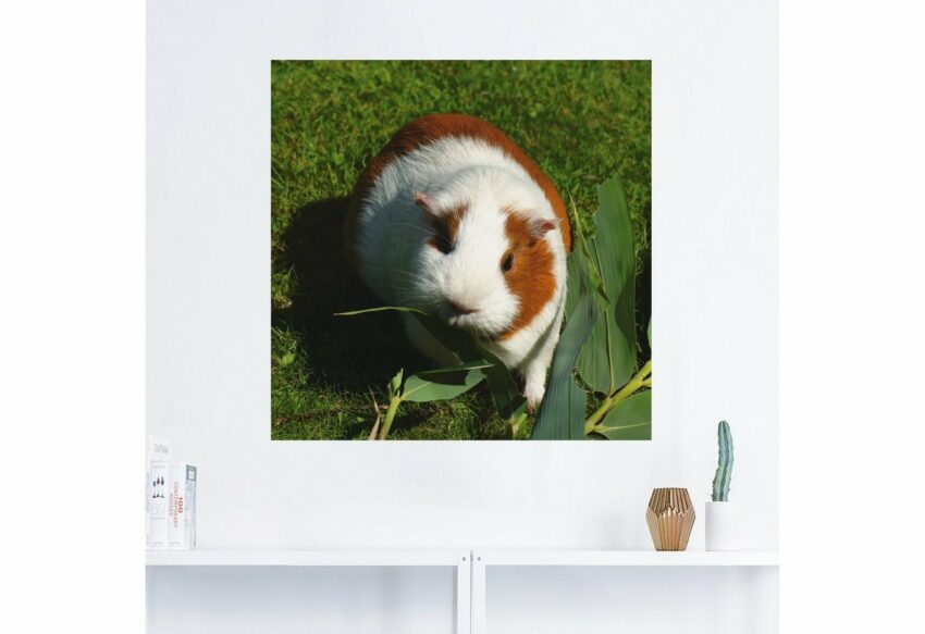 Artland Wandbild »Orange weißes Meerschweinchen«, Haustiere (1 Stück), in vielen Größen & Produktarten - Alubild / Outdoorbild für den Außenbereich, Leinwandbild, Poster, Wandaufkleber / Wandtattoo auch für Badezimmer geeignet-Bilder-Ideen für dein Zuhause von Home Trends