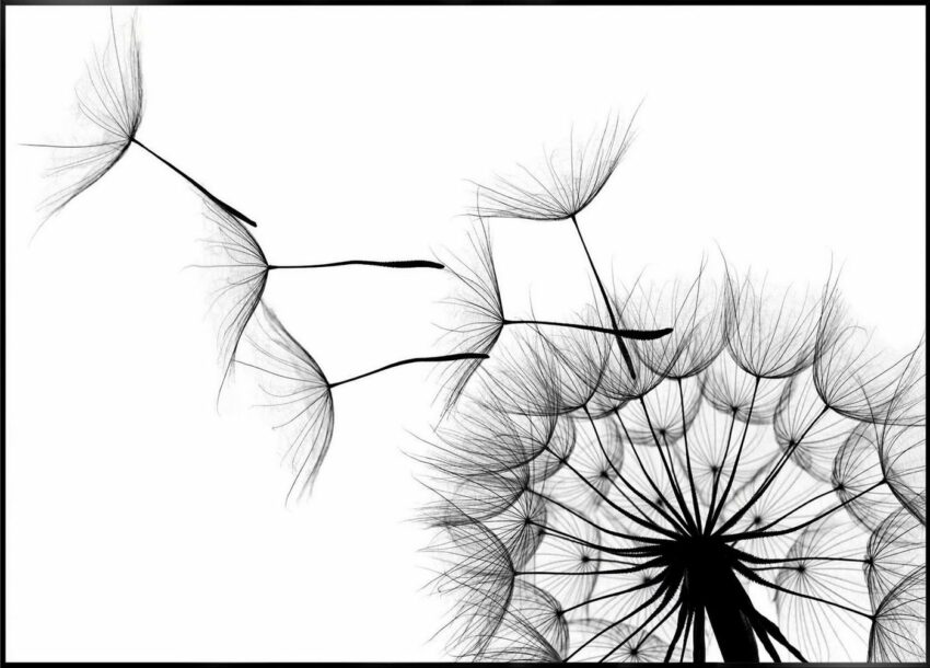 Reinders! Wandbild »Slim Frame Black 50x70 Dandelion«-Bilder-Ideen für dein Zuhause von Home Trends