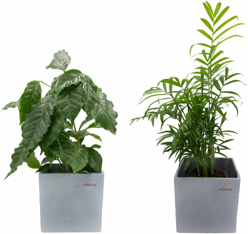 Dominik Zimmerpflanze »Palmen-Set«, Höhe: 15 cm, 2 Pflanzen in Dekotöpfen-Pflanzen-Ideen für dein Zuhause von Home Trends