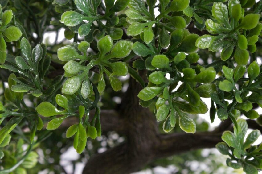 Kunstbonsai »Ficus Bonsai« Ficus, Botanic-Haus, Höhe 49 cm-Kunstpflanzen-Ideen für dein Zuhause von Home Trends