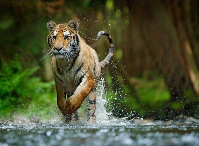 Papermoon Fototapete »Siberian Amur Tiger«, glatt-Tapeten-Inspirationen
