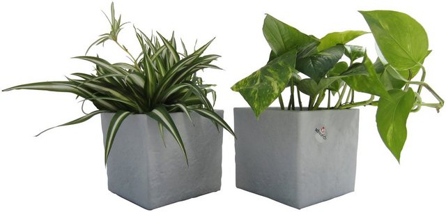 Dominik Zimmerpflanze »Grünpflanzen-Set«, Höhe: 15 cm, 2 Pflanzen in Dekotöpfen-Pflanzen-Inspirationen