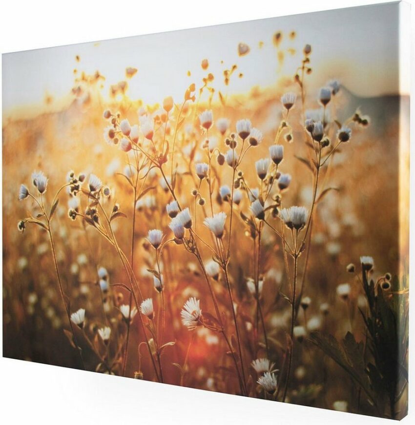 Art for the home Leinwandbild »Feldblume«, (1 Stück)-Bilder-Ideen für dein Zuhause von Home Trends