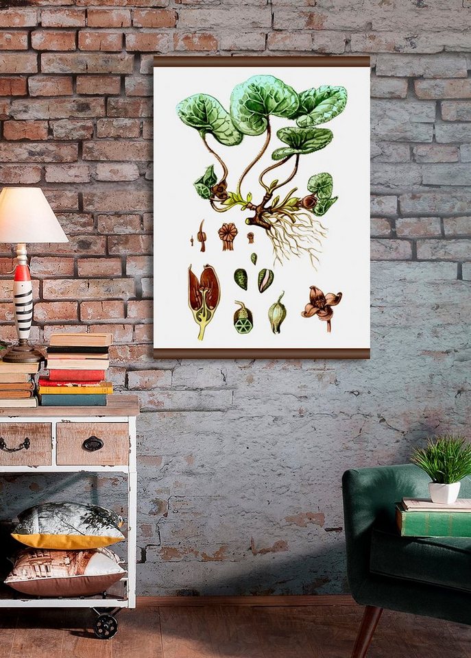 queence Leinwandbild »Pflanzen Anatomie«, 50x70 cm-Bilder-Ideen für dein Zuhause von Home Trends