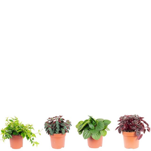 Flowerbox Zimmerpflanze »Zwergpfeffer - Smit Sortiment Sortenmix (z. B. Schumi Red, Piccolo Banda, Rosso)«-Pflanzen-Inspirationen