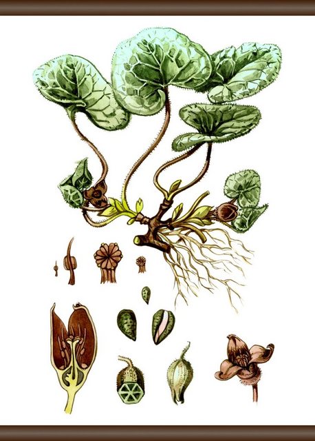 queence Leinwandbild »Pflanzen Anatomie«, 50x70 cm-Bilder-Inspirationen