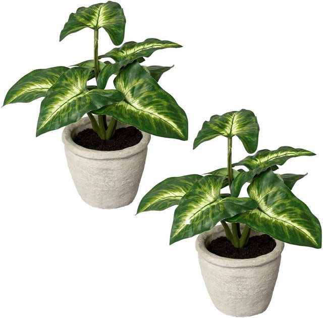 Künstliche Zimmerpflanze »Blattpflanze Syngonium« Syngonium, Creativ green, Höhe 20 cm, im Zementtopf, 2er Set-Kunstpflanzen-Inspirationen