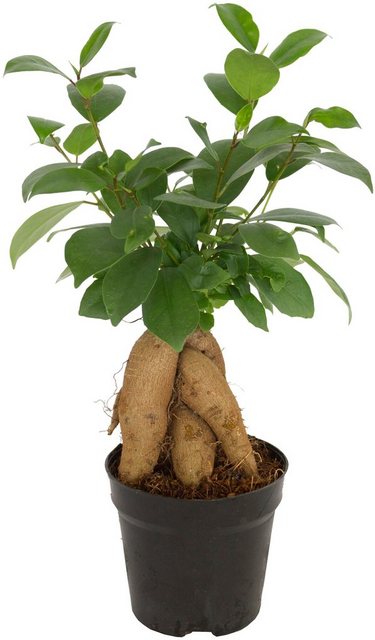 Dominik Zimmerpflanze »Ginseng-Feige«, Höhe: 15 cm, 1 Pflanze-Pflanzen-Inspirationen
