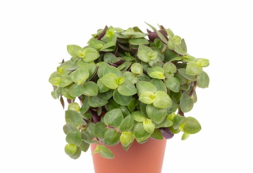 Flowerbox Zimmerpflanze »Kriechendes Schönpolster -Callisia Turtle«-Pflanzen-Ideen für dein Zuhause von Home Trends