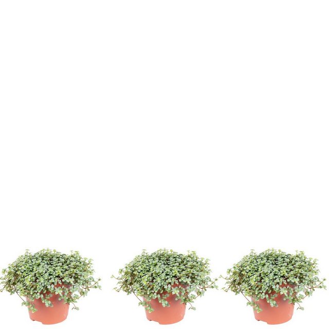Flowerbox Zimmerpflanze »Kanonierblume "Smit Chique" - Pilea glauca«-Pflanzen-Inspirationen