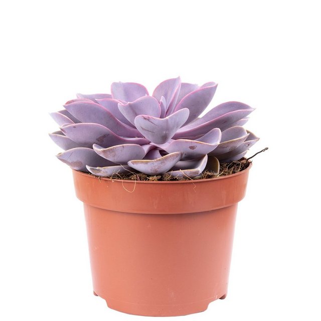 Flowerbox Zimmerpflanze »Echeverie - Echeveria purple pearl«-Pflanzen-Inspirationen