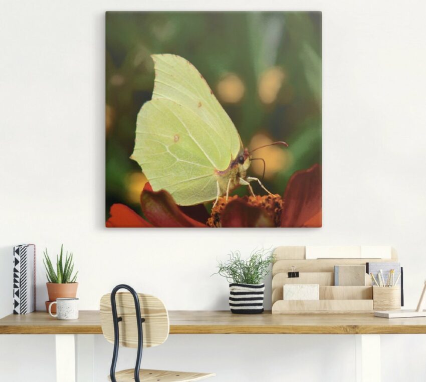 Artland Wandbild »Zitronenfalter«, Insekten (1 Stück), in vielen Größen & Produktarten - Alubild / Outdoorbild für den Außenbereich, Leinwandbild, Poster, Wandaufkleber / Wandtattoo auch für Badezimmer geeignet-Bilder-Ideen für dein Zuhause von Home Trends