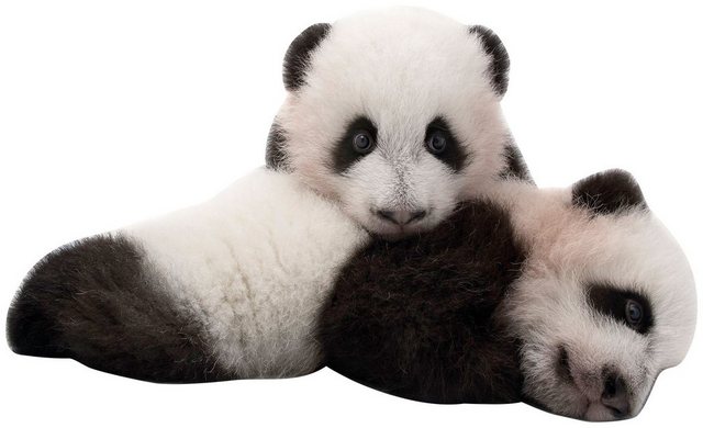 Komar Vliestapete »Giant Panda«, glatt, bedruckt, realistisch, (6 St), 300 x 280 cm (Breite x Höhe) - 6 Bahnen-Tapeten-Inspirationen