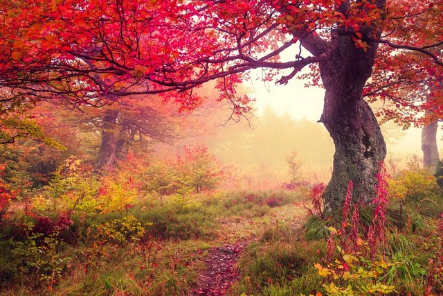 Papermoon Fototapete »Autumn Trees«, glatt-Tapeten-Inspirationen