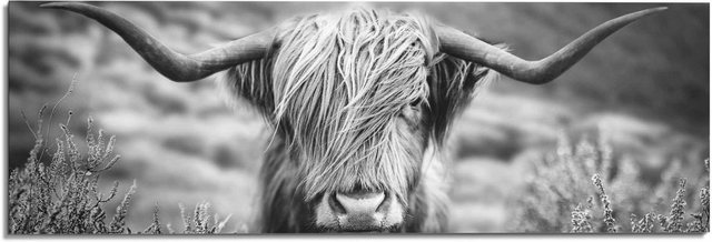 Reinders! Wandbild »Wandbild Highlander Bulle Tiermotiv - Nahaufnahme - Hochlandrind Bild«, Kuh (1 Stück)-Bilder-Inspirationen