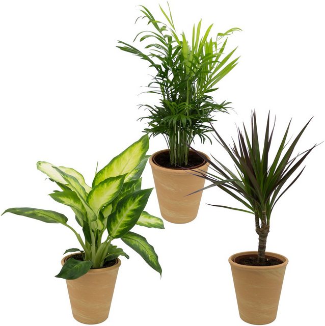 Dominik Zimmerpflanze »Grünpflanzen-Set«, Höhe: 30 cm, 3 Pflanzen in Dekotöpfen-Pflanzen-Inspirationen