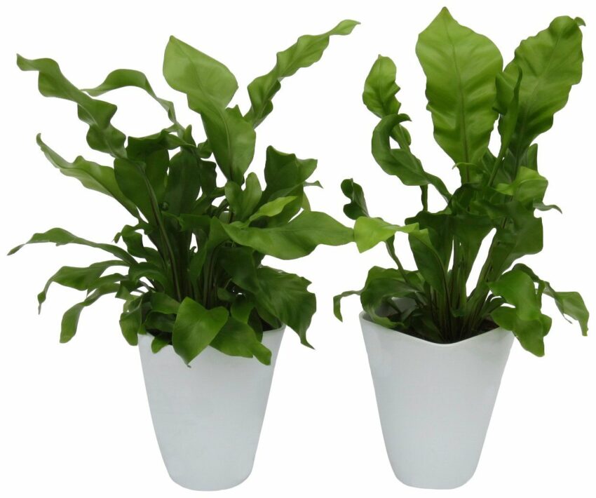 Dominik Zimmerpflanze »Farnpflanzen«, Höhe: 15 cm, 2 Pflanzen in Dekotöpfen-Pflanzen-Ideen für dein Zuhause von Home Trends