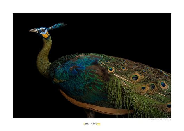 Komar Poster »Java Green Peafowl«, Tiere, Höhe: 40cm-Bilder-Inspirationen