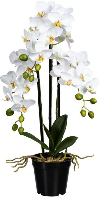 Kunstorchidee »Phalaenopsis« Orchidee Phalaenopsis, Creativ green, Höhe 60 cm-Kunstpflanzen-Inspirationen