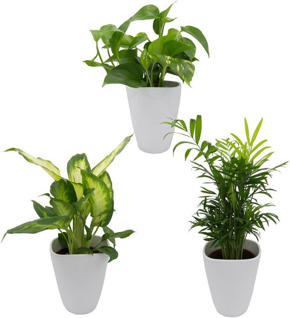 Dominik Zimmerpflanze »Palmen-Set«, Höhe: 30 cm, 3 Pflanzen in Dekotöpfen-Pflanzen-Inspirationen
