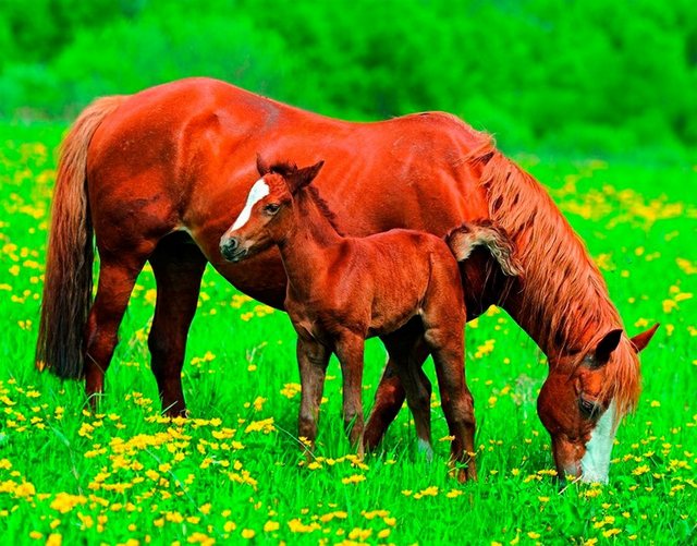 Papermoon Fototapete »Horses«, glatt-Tapeten-Inspirationen
