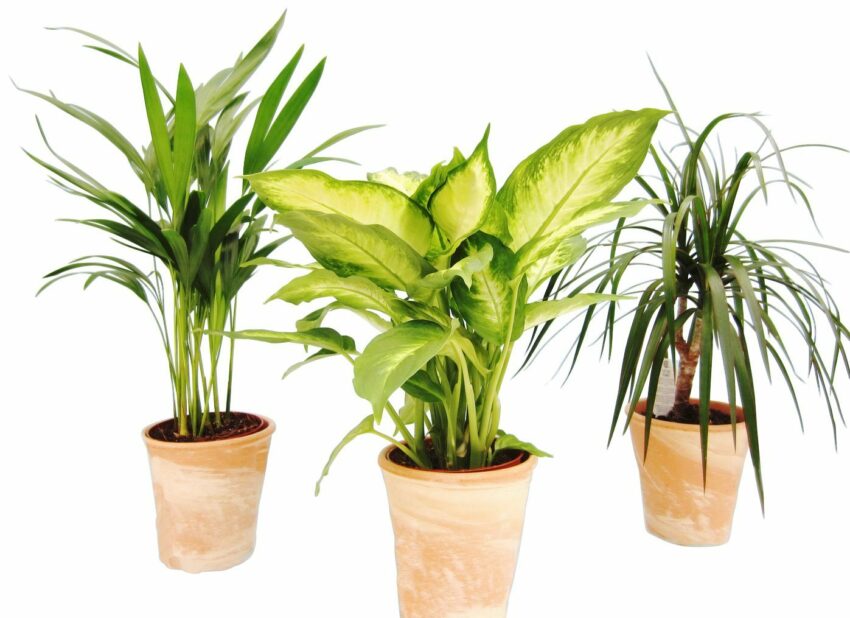 Dominik Zimmerpflanze »Grünpflanzen-Set«, Höhe: 30 cm, 3 Pflanzen in Dekotöpfen-Pflanzen-Ideen für dein Zuhause von Home Trends