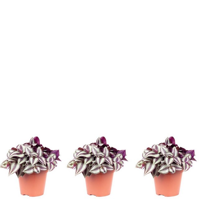 Flowerbox Zimmerpflanze »Zebrakraut "Smit Silver Sicilian" - Tradescantia zebrina«-Pflanzen-Inspirationen