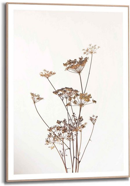 Reinders! Bild »Gerahmtes Bild Bärenklau Natur - Pflanz - Getrocknet - Blumen«, Pflanzen (1 Stück)-Bilder-Inspirationen