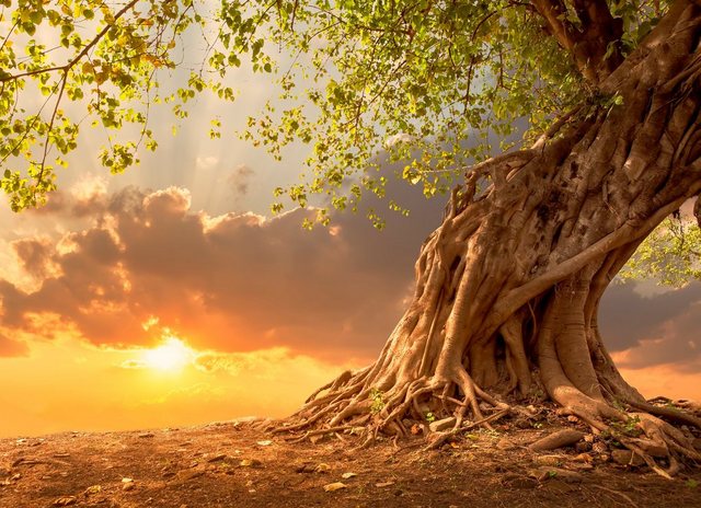 Papermoon Fototapete »Old Tree in Sunset«, glatt-Tapeten-Inspirationen