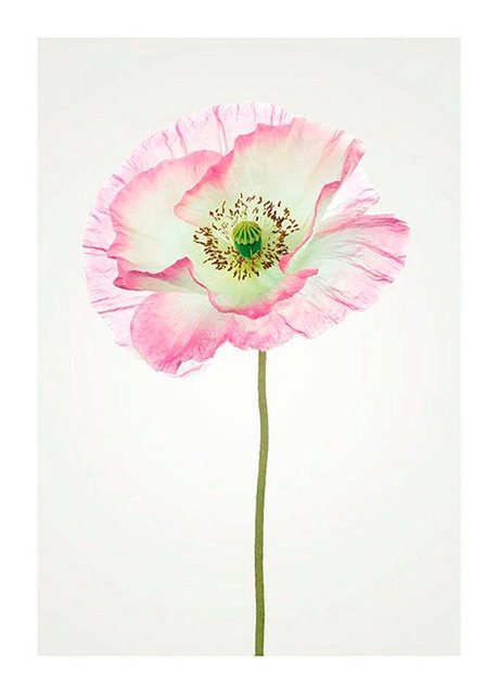 Komar Poster »Poppy«, Blumen, Höhe: 50cm-Bilder-Inspirationen