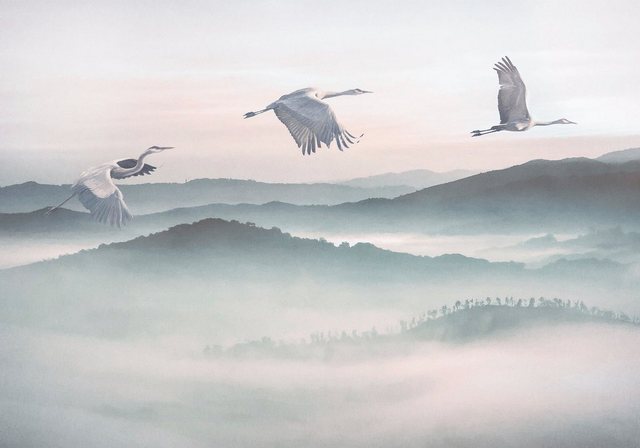Komar Fototapete »Vliestapete Mystic Cranes«, glatt, bedruckt, geblümt, floral, realistisch, 400 x 280 cm-Tapeten-Inspirationen