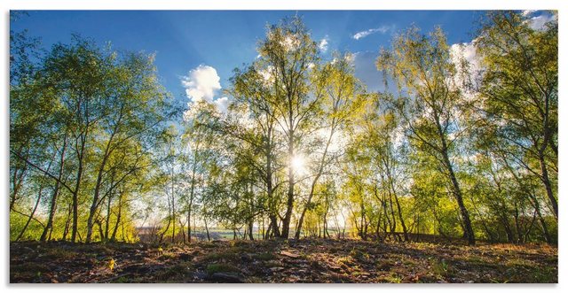 Artland Wandbild »Frühlingssonne«, Wald (1 Stück)-Bilder-Inspirationen