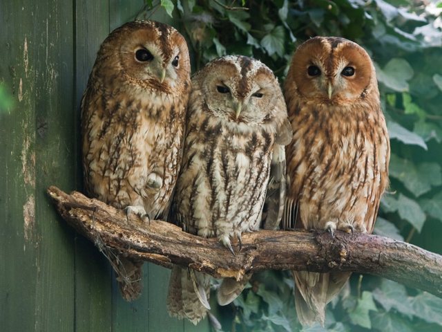 Papermoon Fototapete »Tawny Owls«, glatt-Tapeten-Inspirationen