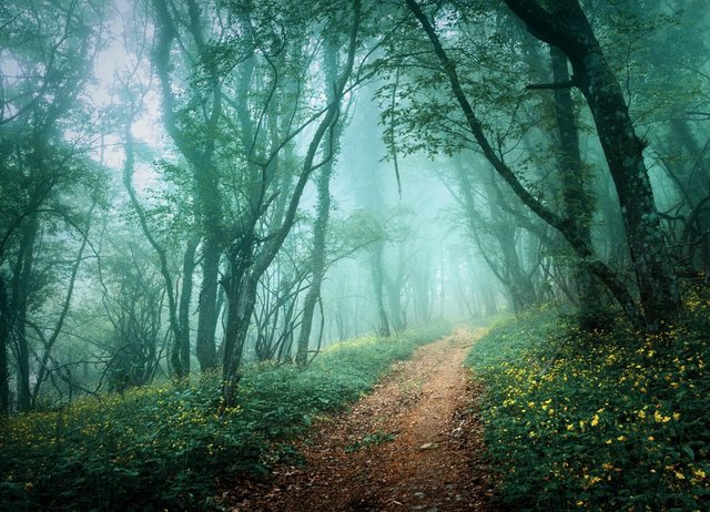 Papermoon Fototapete »Misty Forest in Fog«, glatt-Tapeten-Inspirationen