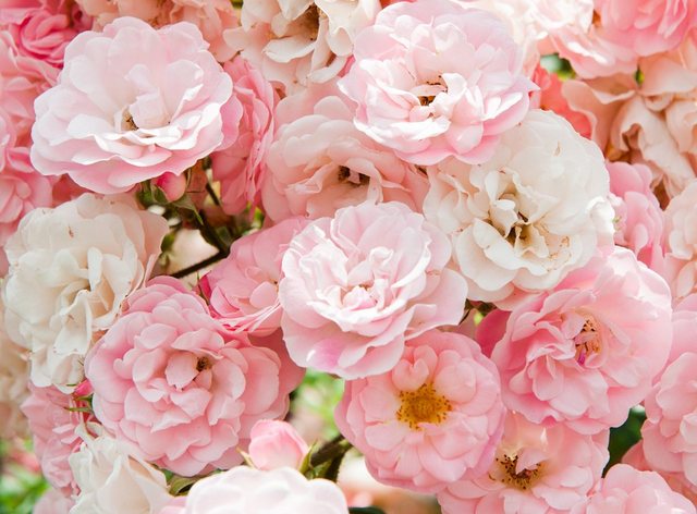 Papermoon Fototapete »Pink Roses«, glatt-Tapeten-Inspirationen