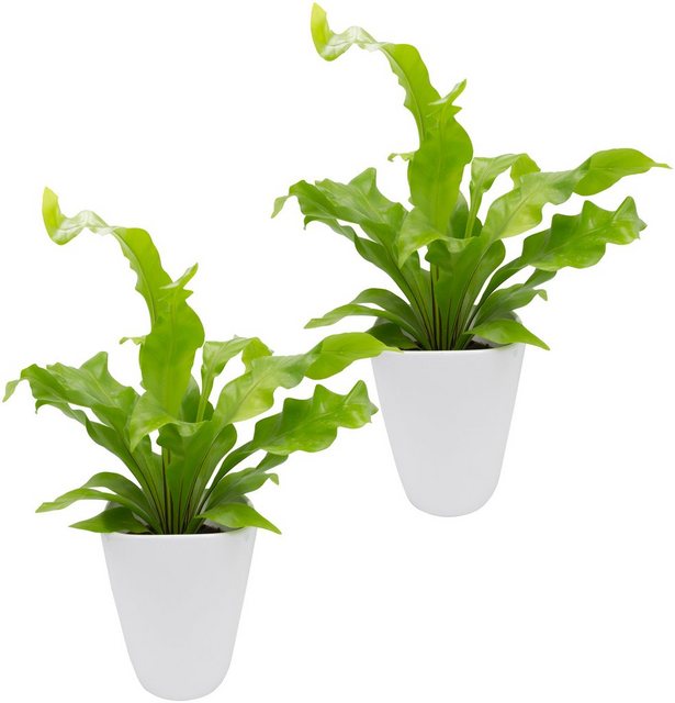 Dominik Zimmerpflanze »Farnpflanzen«, Höhe: 15 cm, 2 Pflanzen in Dekotöpfen-Pflanzen-Inspirationen