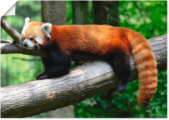 Artland Wandbild »Roter Panda«, Wildtiere (1 Stück), in vielen Größen & Produktarten - Alubild / Outdoorbild für den Außenbereich, Leinwandbild, Poster, Wandaufkleber / Wandtattoo auch für Badezimmer geeignet-Bilder-Inspirationen
