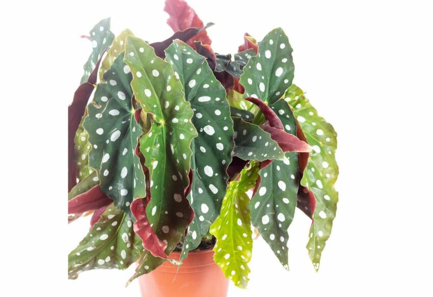 Flowerbox Zimmerpflanze »Begonie - Begonia Maculata 'Wightii'«-Pflanzen-Ideen für dein Zuhause von Home Trends