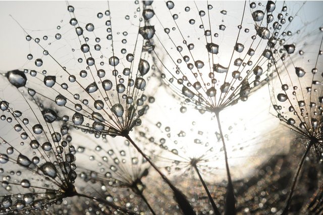 Papermoon Fototapete »Dandelion Seeds Drops«, glatt-Tapeten-Inspirationen