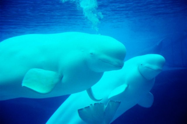 Papermoon Fototapete »Beluga Whales«, glatt-Tapeten-Inspirationen