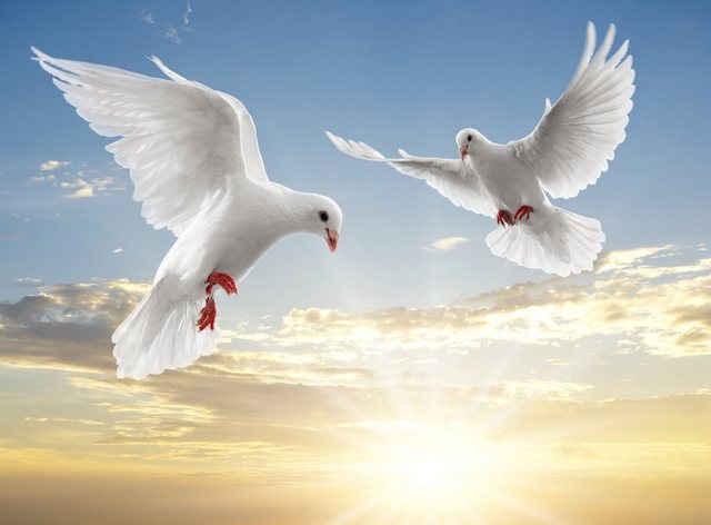 Papermoon Fototapete »White Doves«, glatt-Tapeten-Inspirationen