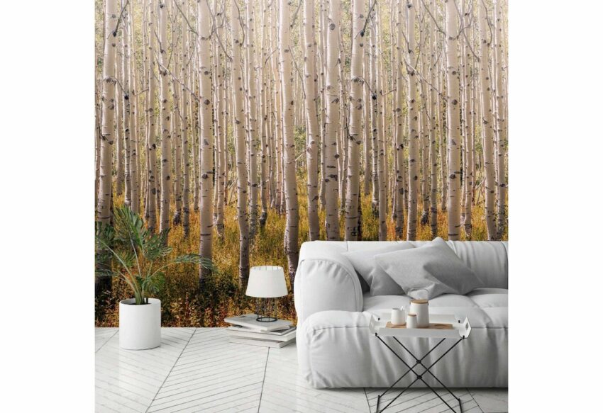 Bodenmeister Fototapete »Birken-Wald«-Tapeten-Ideen für dein Zuhause von Home Trends