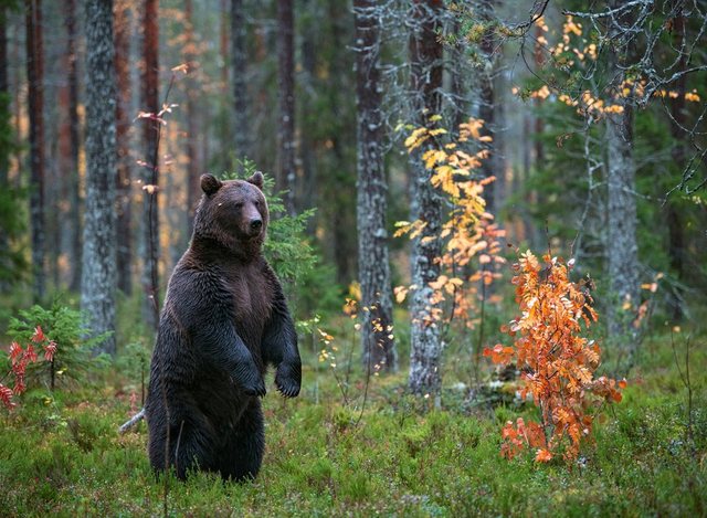Papermoon Fototapete »Brown Bear in Autumn Forest«, glatt-Tapeten-Inspirationen