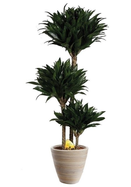 BCM Zimmerpflanze »Drachenbaum Compacta«-Pflanzen-Inspirationen