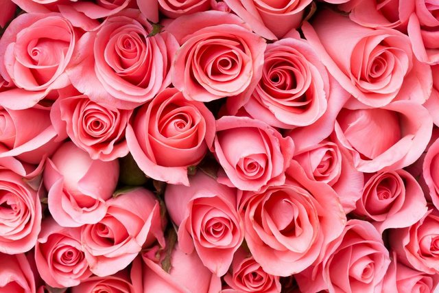 Papermoon Fototapete »Pink Rose Flowers«, glatt-Tapeten-Inspirationen