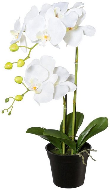 Kunstpflanze »Orchidee Phalaenopsis« Orchidee, Creativ green, Höhe 55 cm-Kunstpflanzen-Inspirationen