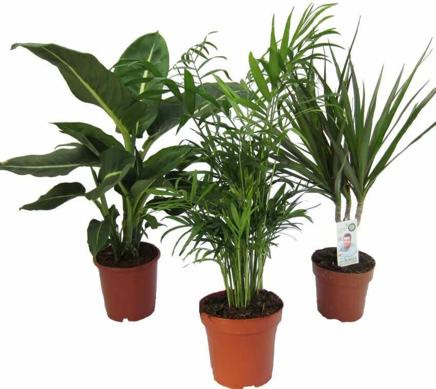 Dominik Zimmerpflanze »Grünpflanzen-Set«, Höhe: 30 cm, 3 Pflanzen-Pflanzen-Ideen für dein Zuhause von Home Trends