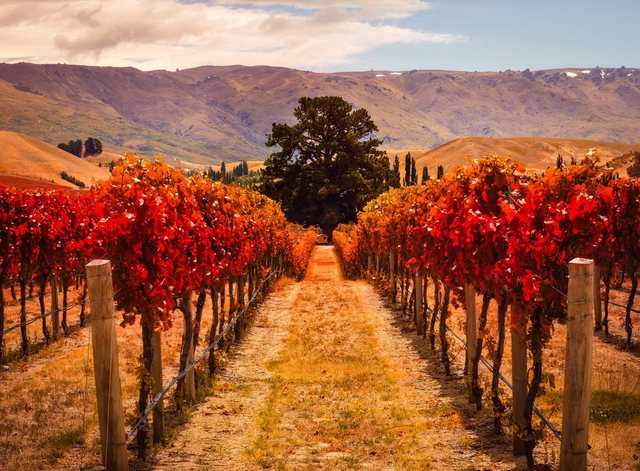 Papermoon Fototapete »Autumn Vineyard«, glatt-Tapeten-Inspirationen